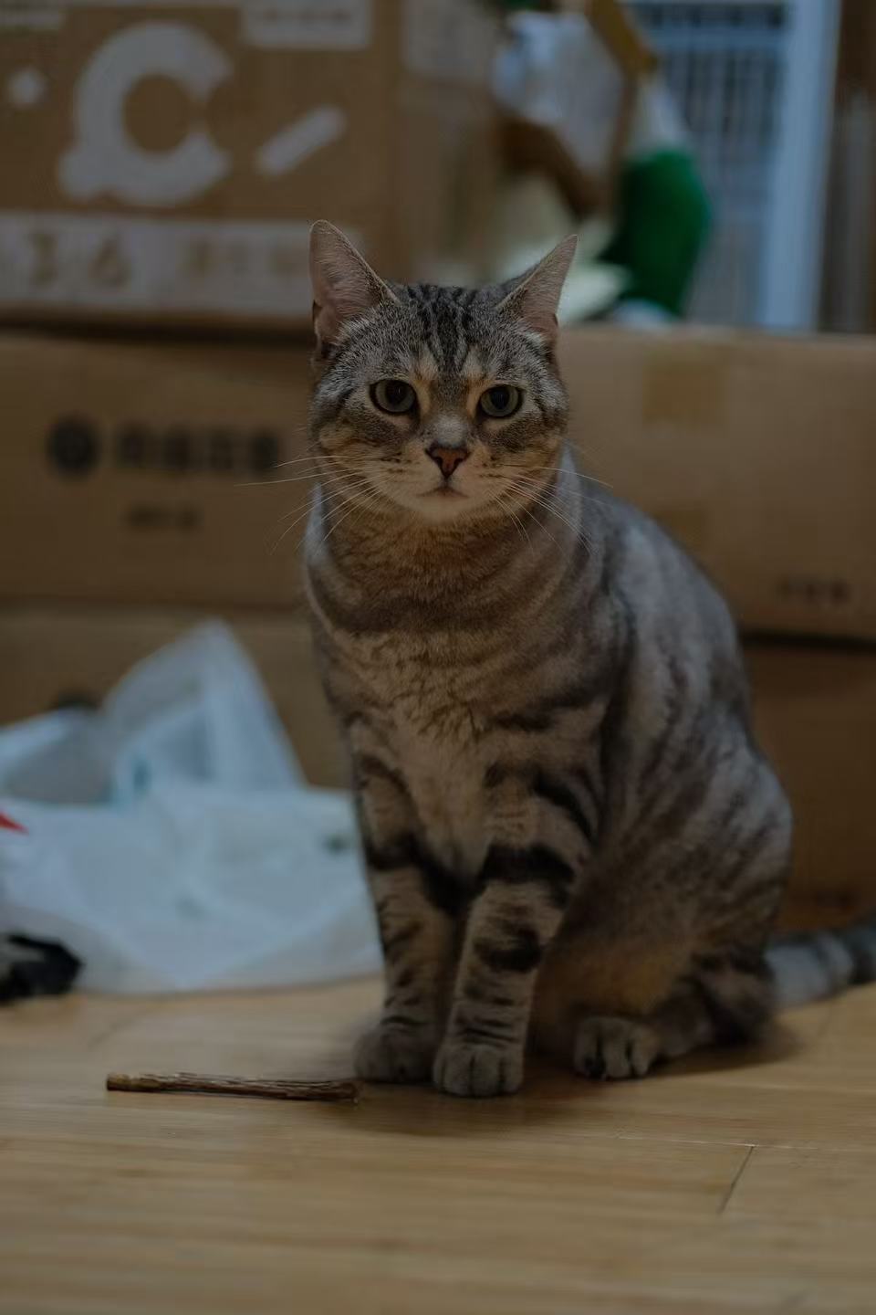 廿廿，灰色虎斑猫