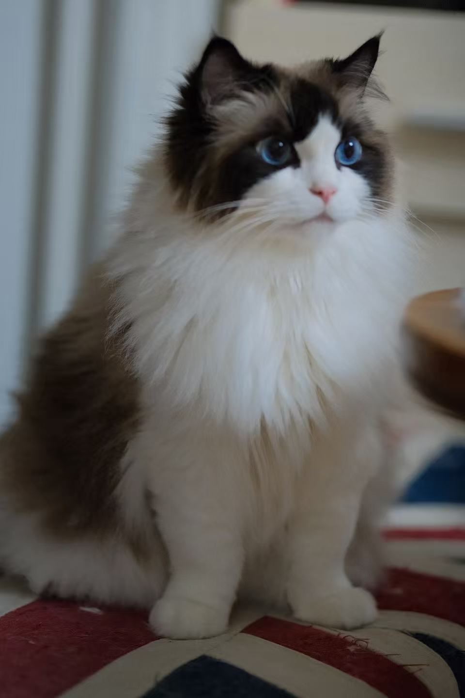 Quby，布偶猫
