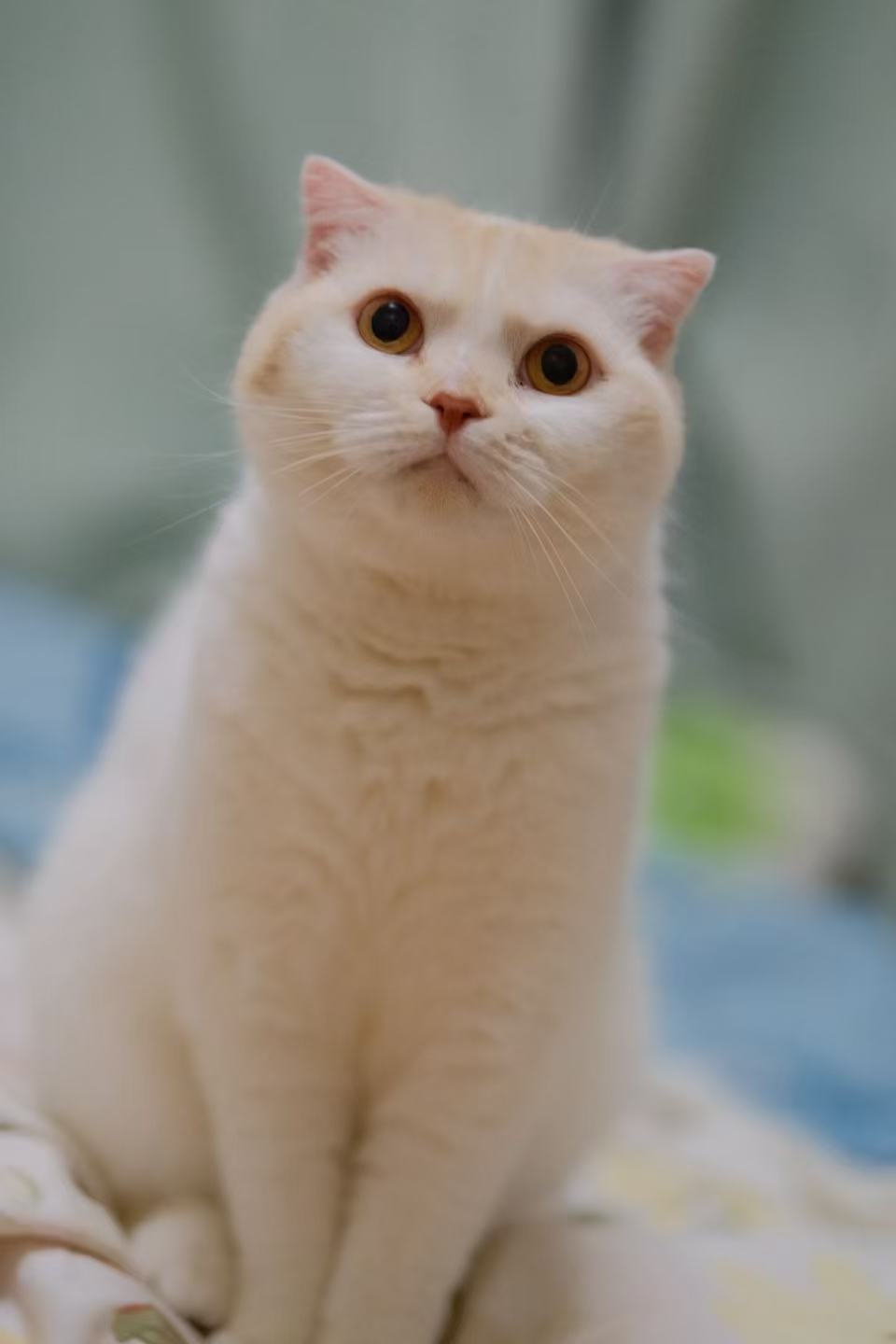 芋圆，乳白色小猫